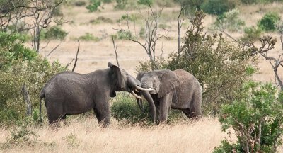 D3_463 Juvenile Elephants sparing.jpg