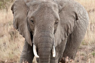 D3_465 Female African Elephant .jpg
