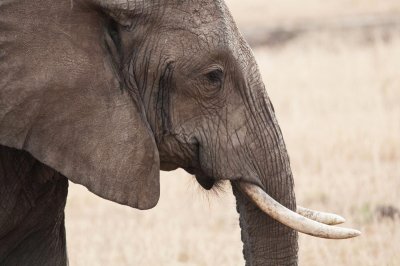D3_467 Profile of African Elephant .jpg