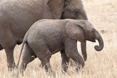 D3_469 Young Elephant .jpg