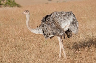 D3_733 Female Masai Ostrich.jpg