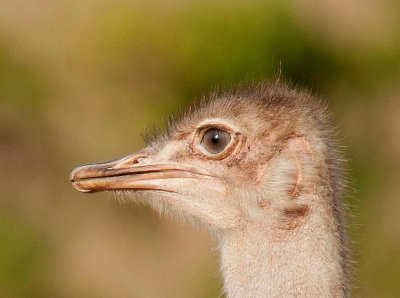 D3_735 Female Masai Ostrich.jpg