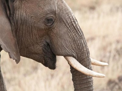 D3_470 Profile African Elephant .jpg