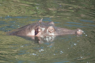 D3_575 Adult Hippo .jpg