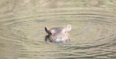 D3_579 Hippo Calf .jpg