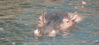 D3_580 Adult Hippo .jpg