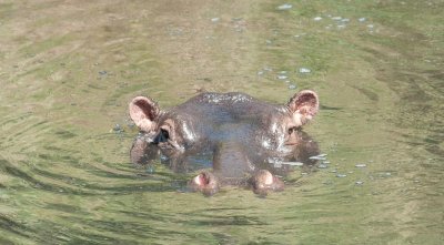 D3_589 Adult Hippo .jpg