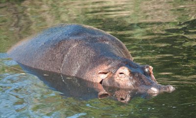 D3_594 Adult Hippo .jpg