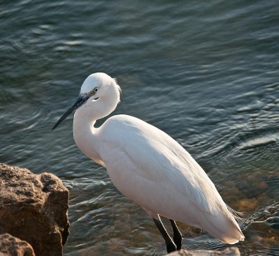 D3_1586 White Egret.jpg