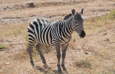 D3_409 Plains Zebra.jpg