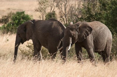 D3_457 African Elephants.jpg