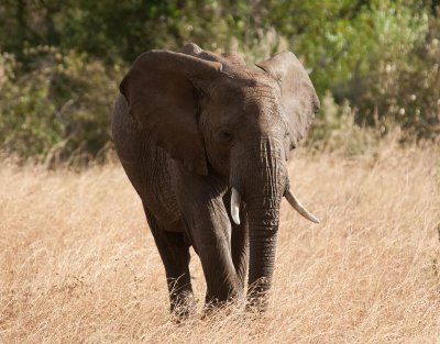 D3_458 African Elephant.jpg