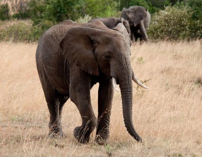 D3_462 African Elephant.jpg