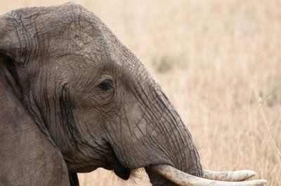 D3_466 Profile of African Elephant.jpg