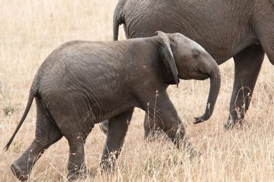 D3_468 Young African Elephant.jpg
