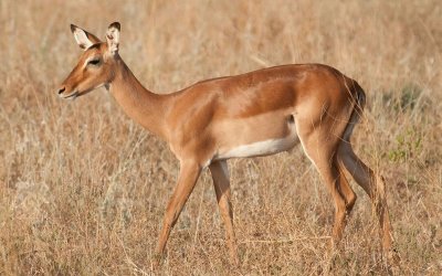 D3_0118 Female Impala.jpg