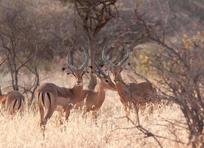 D3_0132 Male Impala.jpg