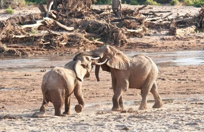 D3_0099 Sparing African Elephants.jpg