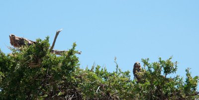 BIRDS OF KENYA