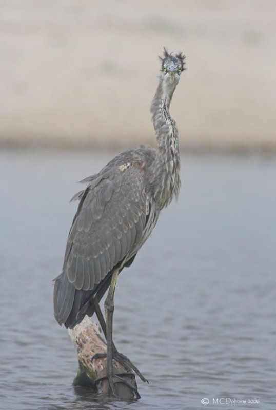 GBH Watching Me