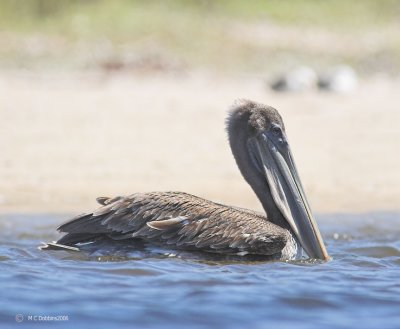 Brown Pelican, juvenile