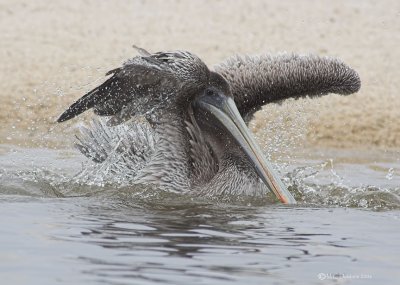 Brown Pelican Bathing