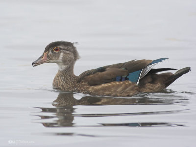 Wood Duck, Eclipse Plumage