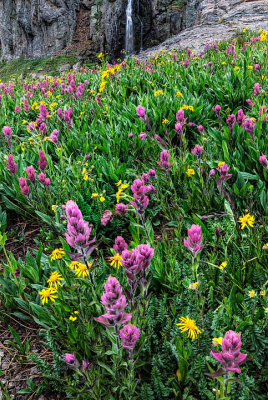 Porphyry Basin Wildflowers