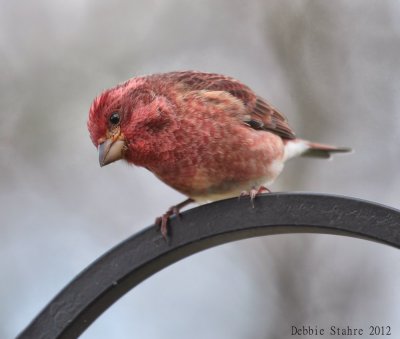 House Finch