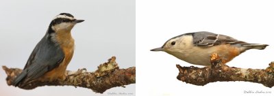Red-breasted Comparison To White-breasted Nuthatch