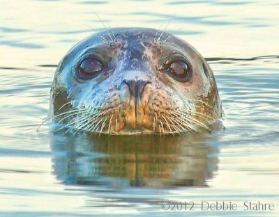 Harbor Seal