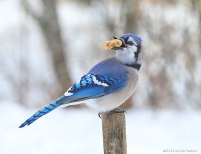 BlueJay9551.jpg