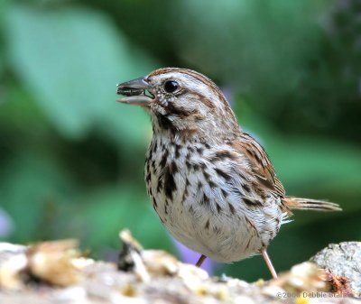 Sparrow With Sunflower Seed