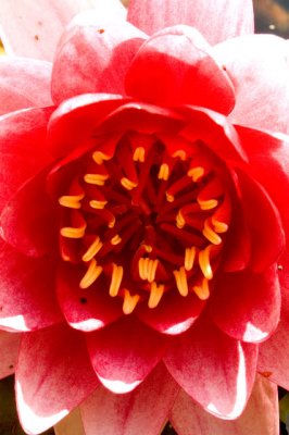 Inside The Lily
