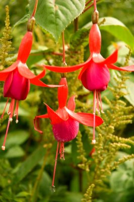 Fuschia