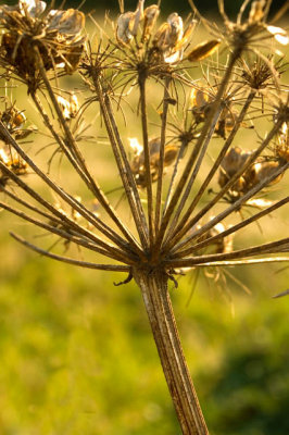 Dried Arrangement