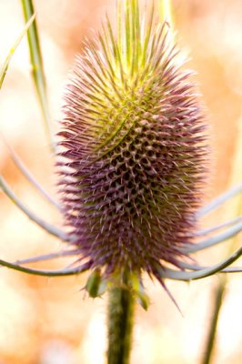 A little Bit Purple