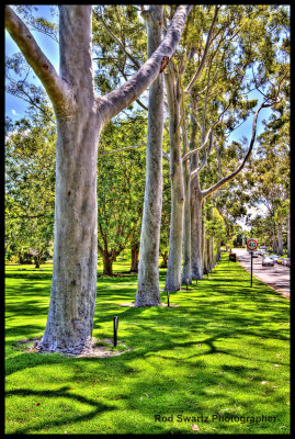 King's Park, Western Australia