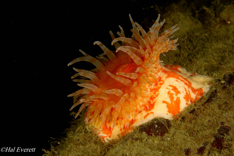 Swimming Anemone