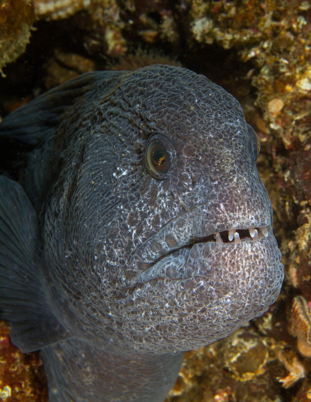 Wolf Eel