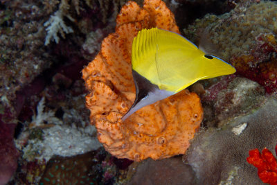 Long Nose Butterflyfish