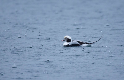 Long Tailed Duck