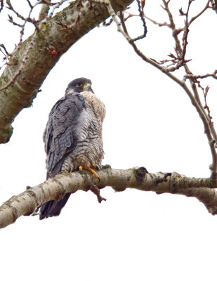 Peregrine Falcon