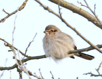 Northern Shrike