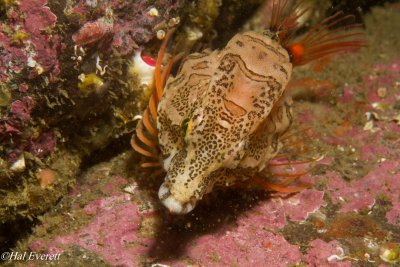 Grunt Sculpin (Rhamphocottus richardsoni )