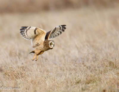 Short Eared Owls