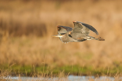 Great Blue Heron