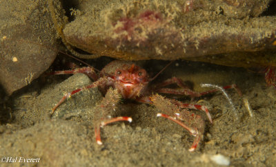 Squat Lobster  (Munida quadrispina)