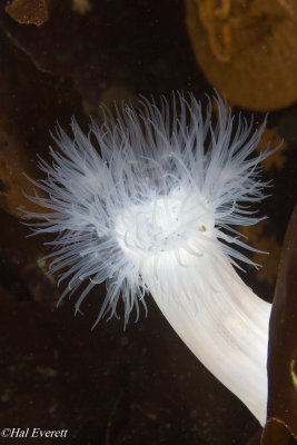 Plumose Anemone