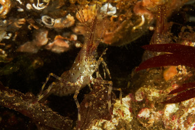 Coonstripe Shrimp (Pandalus danae)